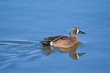 Fototapeta premium Waterfowl in the spring 