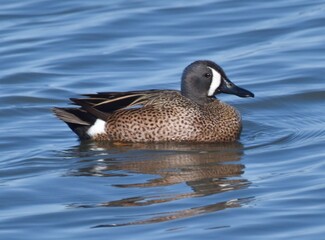 Waterfowl in the spring 