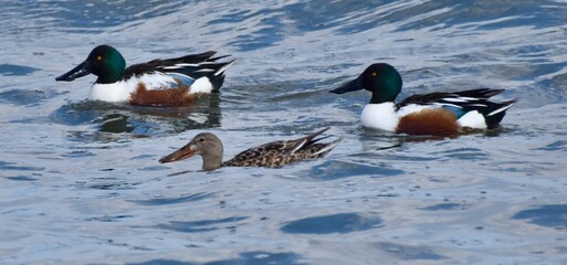 Waterfowl in the spring 