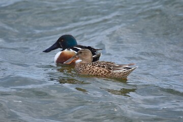 Waterfowl in the spring 