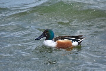 Waterfowl in the spring 