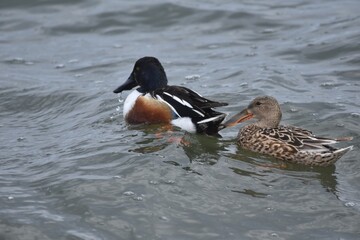 Waterfowl in the spring 