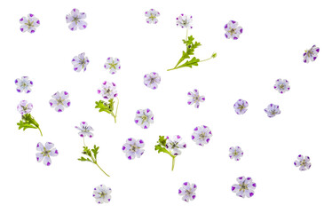 Nemophilia menziesii (baby blue eyes) flower  photographed from the top down.  Isolated, PNG file.
