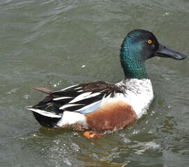 Waterfowl in the spring 
