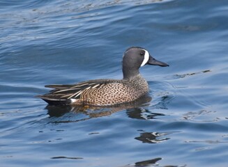 Waterfowl in the spring 