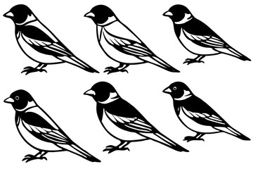Elegant Finch Line Art Vector Collection