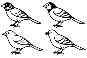 Elegant Finch Line Art Vector Collection