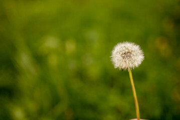 Close-Up of Summer Meadow Grass