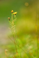 Close-Up of Summer Meadow Grass