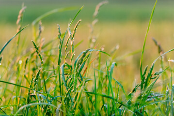 Close-Up of Summer Meadow Grass