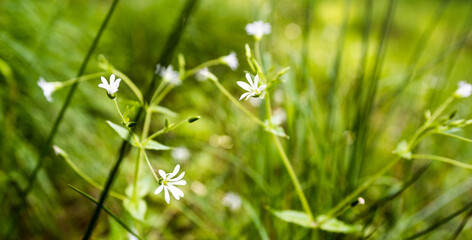 Close-Up of Summer Meadow Grass