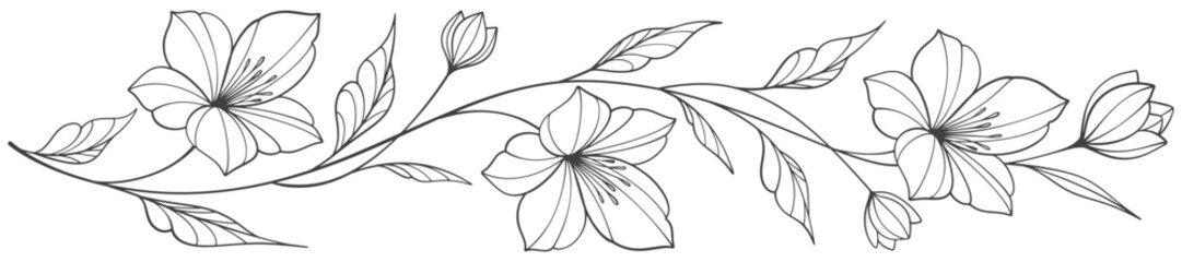 Sketch Floral Botany Collection. flower drawings. Black and white with line art on white backgrounds. Hand Drawn Botanical Illustrations.Vector.