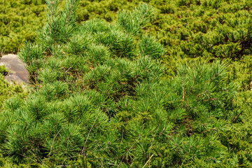 Mountain pine covers the mountain slopes with continuous blanket near Abai-Su Waterfall. Kabardino-Balkaria, Chegemsky district