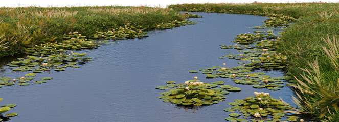 3D render with streams Waterfront plants on transparent background