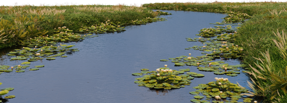3D render with streams Waterfront plants on transparent background