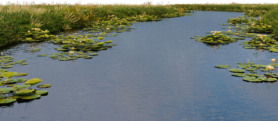 3D render with streams Waterfront plants on transparent background