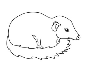 Tupaia - small primate - vector linear picture for coloring. Asian small animal - tupaia common. Tupaia cub - coloring book element. Outline	