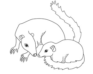 Adult treeshrews with her cub - vector linear coloring picture with banxrings. Outline. Tree shrews or Tupaia small mammal with her baby	