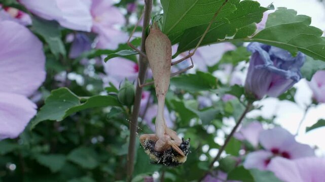 Praying Mantis Eating a Bumble Bee Wide