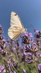 Naklejka premium White Butterfly Perched on Lavender Flowers Against a Clear Blue Sky, Generative AI