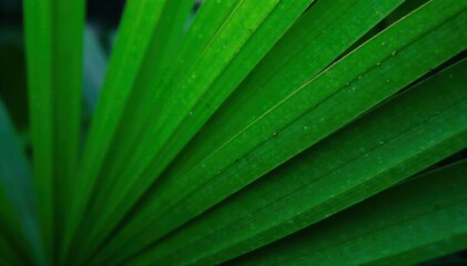 Close-up revealing deep green hues and fine lines of a palm frond , pattern, illustration