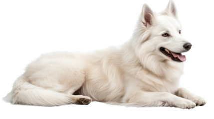 alaskan malamute puppy isolated on white background