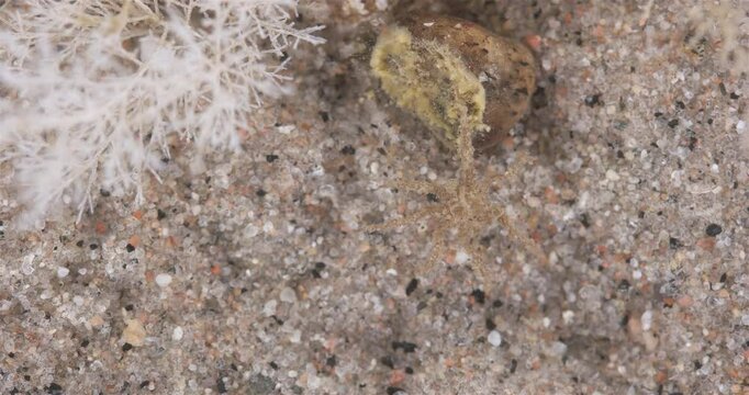 Sea spider Pseudopallene circularis close up, order Pantopoda, family Callipallenidae. White sea