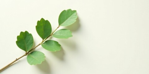 A Simple Sprig of Green Leaves on a Pale Background, Ideal for Minimalist Designs and Natural Product Branding