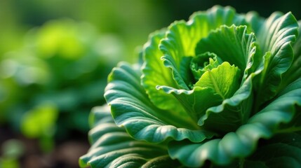 A Vibrant Close-Up of a Lush, Green Leafy Vegetable Plant Basking in the Warm Sunlight, Showcasing its Intricate Details and Natural Beauty