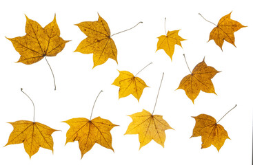 Autumn/ fall maple leaves photographed froth the top down. Isolated, PNG file.
