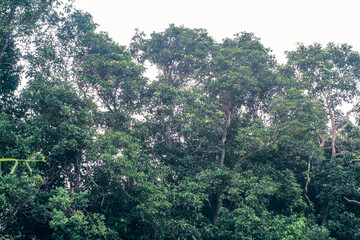 trees in the mountains