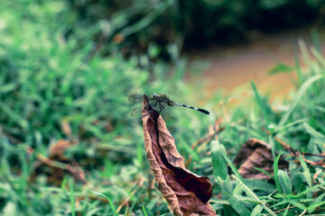 dragonfly on a leaf