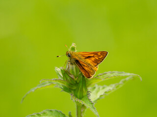 Side View of a Large Skipper Butterfly