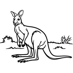 kangaroos
