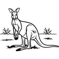 kangaroos