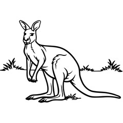 Fototapeta premium kangaroos