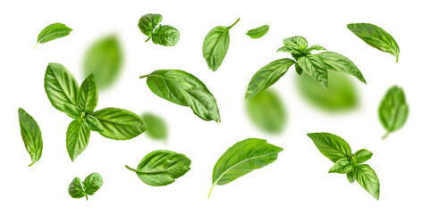 Flying fresh green basil leaves isolated on white background. Cut out contour basil leaves, objects for your packaging design, advertising, mockup. With clipping path 