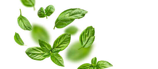 Flying fresh green basil leaves isolated on white background. Cut out contour basil leaves, objects...
