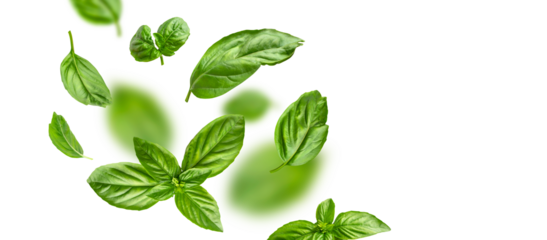Flying fresh green basil leaves isolated on white background. Cut out contour basil leaves, objects for your packaging design, advertising, mockup. With clipping path 