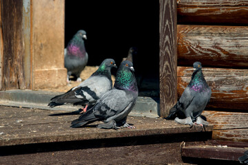  flock of pigeons on the doorstep of a wooden house