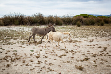 Obraz premium A white donkey and a gray one on the Asinara island, Sardinia, Italy.