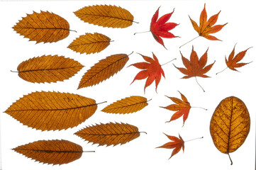 Assorted autumn/ fall leaves photographed froth the top down. Isolated, PNG file.
