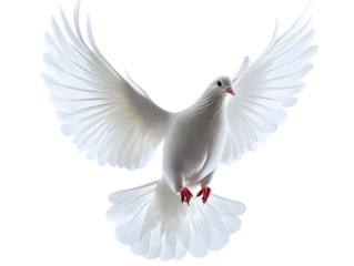 white dove in flight - isolated on white background