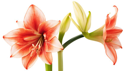 Amaryllis flowers