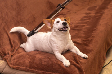 Obraz premium Owner teases Jack Russell dog with a vacuum cleaner