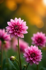 Fototapeta premium Pink dahlia flowers blooming in autumn garden against blurred background, pink, garden