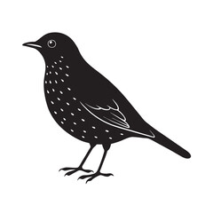 clay colored thrush