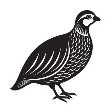 chukar partridge