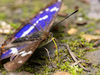Purple Emperor Butterfly. Wings Open