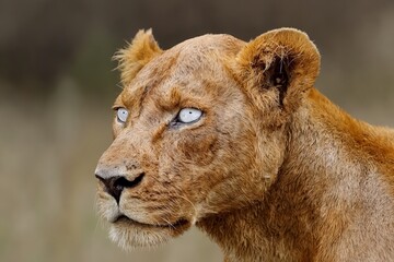 Fototapeta premium La imponente mirada de una leona con ojos claros en un entorno natural.